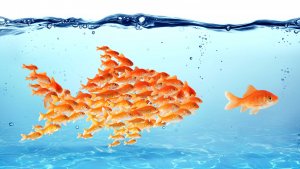 Human Resources School of Fish Image - one fish standing out
